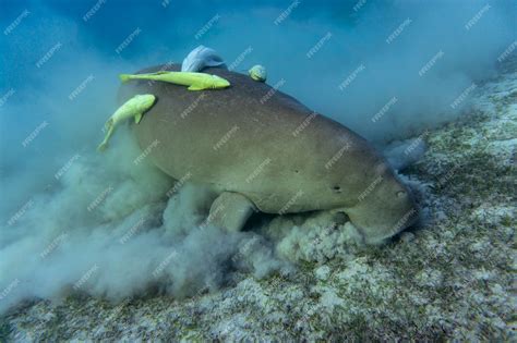 marina and dugong|Marina: Pag.